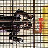 Revolution of the Mind