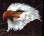 Hawk Is Howling [Deluxe Edition]